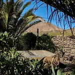 Landsted Palmeras Canarias Uga