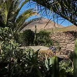 Palmeras Canarias Landsted