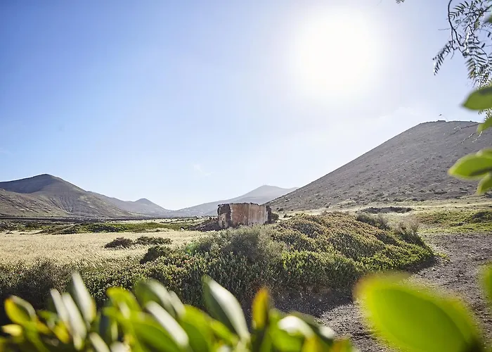 Palmeras Canarias * Uga